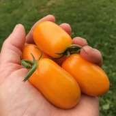 Nova Grape Basık Etli Domates Tohumu (15 Tohum) thumbnail 1