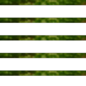 Tere Tohumu 50g thumbnail 3