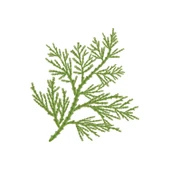 Aktarist Tuya Yaprağı - Thuja Tree Leaf thumbnail 3