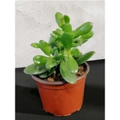 Crassula Para Çiçeği Fidanı 10-20 cm thumbnail 2