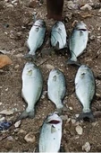 S.F. Shore Pro Jig 80g thumbnail 5