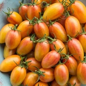 Blush Cherry Domates Tohumu (15 tohum) thumbnail 2