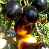 Bosque Bumblebee Cherry Domates Tohumu (15 tohum) thumbnail 4