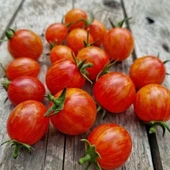 Süpernova Cherry Domates Tohumu(15 tohum) thumbnail 1