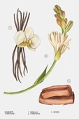 TUBEROSE SUMMER EDT 90 ML İNDİRİMSEHRİ thumbnail 5