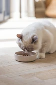 Beeztees DBL Kedi Mama Su Kabı, Bambu, Bej 12cm, 250ml thumbnail 4
