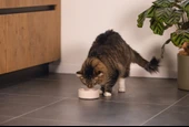 Beeztees DBL Kedi Mama Su Kabı, Bambu, Bej 12cm, 250ml thumbnail 3