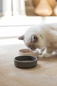 Beeztees DBL Kedi Mama Su Kabı, Bambu, Bej 12cm, 250ml thumbnail 2