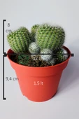 Notocactus Scopa Albispinus 3 lü 12 cm saksıda thumbnail 5