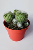 Notocactus Scopa Albispinus 3 lü 12 cm saksıda thumbnail 3