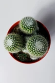 Notocactus Scopa Albispinus 3 lü 12 cm saksıda thumbnail 2
