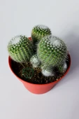 Notocactus Scopa Albispinus 3 lü 12 cm saksıda thumbnail 1