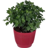 Tatlı Pembe Kasımpatı Krizantem Chrysanthemum 10-20 cm thumbnail 4
