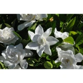 Gardenya Çiçeği Fidanı 10-30 cm thumbnail 2