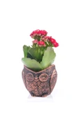 Baykuş Saksıda Kırmızı Kalanchoe thumbnail 1