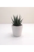 Haworthia Mini Sukulent thumbnail 1