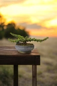 Bonsai Yeşim Ağacı Dekoratif Taş Saksıda thumbnail 5