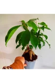 Bonsai agaci - ficus bonsai -(çicegi) özel bitki kalin gövde thumbnail 2