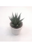 Haworthia Mini Sukulent thumbnail 3