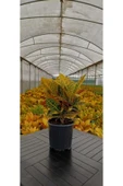 Kroton Bitkisi 45-55 Cm Boy thumbnail 1