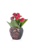 Baykuş Saksıda Kırmızı Kalanchoe thumbnail 2