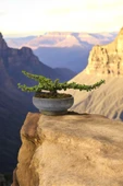Bonsai Yeşim Ağacı Dekoratif Taş Saksıda thumbnail 3