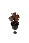 Euphorbia Trigona 'rubra' - Kaktüs thumbnail 2