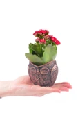 Baykuş Saksıda Kırmızı Kalanchoe thumbnail 3