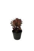 Euphorbia Trigona 'rubra' - Kaktüs thumbnail 1