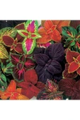 2 çeşit yaprak güzeli fidanı 5.5 saksılarda thumbnail 3