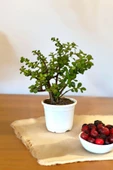 Orta Boy Para Bonsai Para Çiçeği 12 cm saksıda 001 thumbnail 3