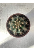 Melocactus Matanzanus 10.5 Cm Saksı thumbnail 2
