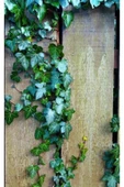 2'li Duvar Sarmaşığı (Hedera helix) ? thumbnail 5
