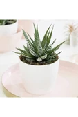 Seramik Saksı Haworthia Sukulent thumbnail 1