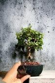 Bonsai para ağacı dekoratif saksıda thumbnail 2