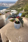 Bodrum Dizayn Taş Saksıda Çilli Begonya thumbnail 3
