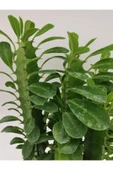 Euphorbia Trigona Yeşil thumbnail 4