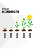 30 Adet Şeker Begonya Fidesi 5cm-15cm thumbnail 5