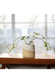 Stoneware Seramik Saksıda Alacalı Hedera Sarmaşığı thumbnail 5