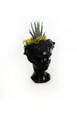 Atena Serisi Haworthia thumbnail 2