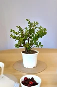 Orta Boy Para Bonsai Para Çiçeği 12 cm saksıda thumbnail 1