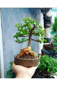 Bonsai Para Ağacı Dekoratif Saksıda thumbnail 4