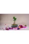 Doğum günlerine özel saksıda bonsai thumbnail 3