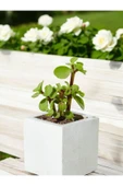 Mini Taş Saksıda Para Bonsai thumbnail 2
