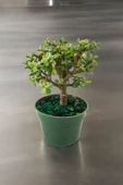 Para bonsai orta boy odunsu gövde Afra para çiçeği thumbnail 1