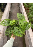 Monstera Adansonii-Monkey Mask-İthal (maymun maskesi monstera) thumbnail 1