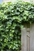 2'li Duvar Sarmaşığı (Hedera helix) ? thumbnail 2