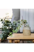 Stoneware Seramik Saksıda Alacalı Hedera Sarmaşığı thumbnail 4