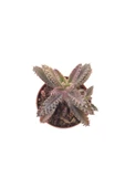Kalanchoe Daigremontiana Sukulent thumbnail 2