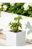 Mini Taş Saksıda Para Bonsai thumbnail 4
